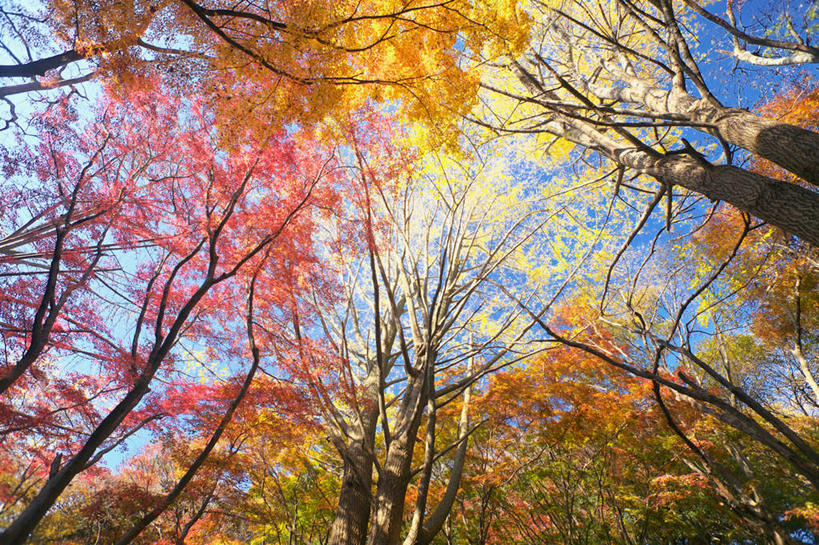 无人,横图,室外,白天,仰视,旅游,度假,美景,秋季,树林,植物,长野县,日本,亚洲,许多,景观,娱乐,树,树木,蓝色,绿色,蓝天,天空,自然,天,享受,休闲,景色,放松,生长,晴朗,成长,自然风光,东亚,本州,万里无云,本州岛,日本国,中部地方,长野,晴空,晴空万里,秋,秋天,彩图,低角度拍摄