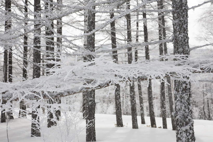 无人,横图,室外,白天,正面,旅游,度假,美景,树林,雪,植物,大雪,富山县,日本,亚洲,许多,积雪,景观,雪景,冬季,冬天,娱乐,树,树木,蓝色,绿色,白色,蓝天,天空,自然,天,享受,休闲,景色,放松,寒冷,生长,晴朗,成长,自然风光,东亚,本州,万里无云,本州岛,日本国,中部地方,严寒,富山,晴空,晴空万里,彩图