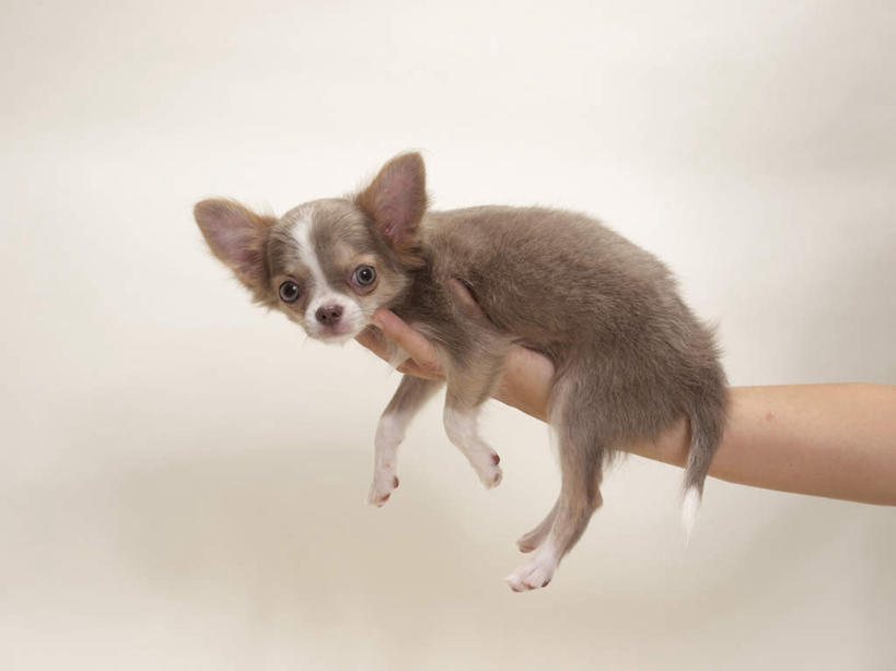 东方人,手,一个人,举,横图,室内,白天,白色背景,正面,宠物,狗,亚洲,仅一个年轻女性,仅一个女性,仅一个人,握,服装,吉娃娃,拿,拿着,休闲装,黄种人,一只,衣服,灰色,动物,托,休闲,手部,休闲服,可爱,握着,摄影,服饰,影棚,忠诚,芝娃娃,奇娃娃,吉娃娃犬,齐花花,年轻女性,女人,女性,亚洲人,手臂,犬,举起,举手,举着,向上举,向上伸,向上托,半身,彩图,影棚拍摄,拍摄