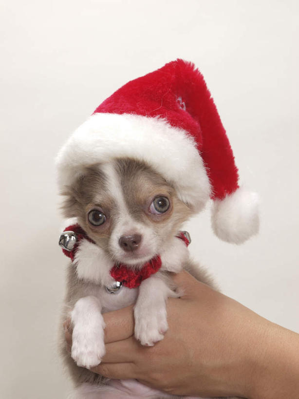 东方人,手,一个人,举,竖图,室内,特写,白天,白色背景,正面,宠物,狗,帽子,亚洲,仅一个男性,仅一个人,握,服装,吉娃娃,拿,拿着,休闲装,黄种人,仅一个年轻男性,一只,衣服,红色,动物,托,休闲,手部,休闲服,圣诞帽,可爱,握着,摄影,服饰,影棚,单手,忠诚,芝娃娃,奇娃娃,吉娃娃犬,齐花花,棉帽,男人,男性,年轻男性,亚洲人,犬,举起,举手,举着,向上举,向上伸,向上托,半身,彩图,影棚拍摄,拍摄