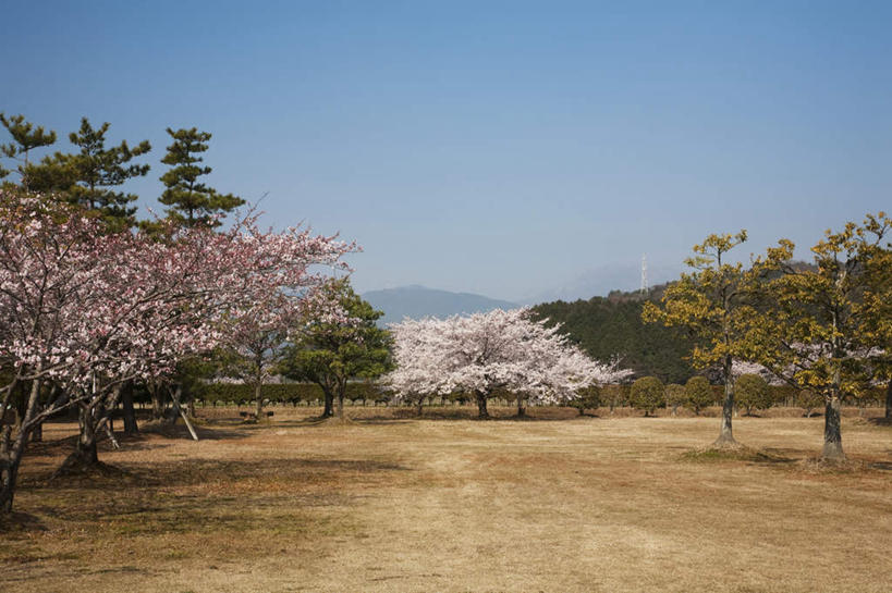 无人,公园,横图,室外,白天,仰视,旅游,度假,美景,树林,植物,樱花,叶子,日本,亚洲,许多,阴影,枯萎,盛开,光线,影子,景观,枯草,绿叶,娱乐,草,花,花瓣,花朵,花卉,鲜花,树,树木,黄色,蓝色,绿色,蓝天,天空,阳光,自然,天,花蕊,享受,休闲,嫩叶,景色,放松,生长,晴朗,成长,自然风光,东亚,本州,万里无云,本州岛,日本国,中部地方,岐阜,岐阜县,仙樱花,福岛樱,青肤樱,叶,叶片,晴空,晴空万里,荆桃,彩图,低角度拍摄