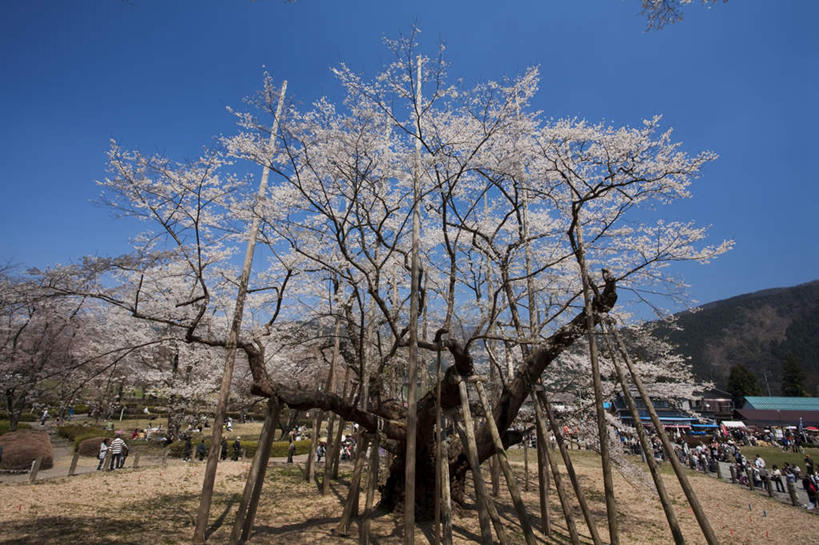 东方人,公园,家,横图,室外,白天,仰视,旅游,度假,美景,树林,植物,樱花,叶子,日本,亚洲,许多,行人,游客,游人,阴影,服装,枯萎,盛开,光线,影子,房屋,屋子,景观,枯草,绿叶,许多人,注视,休闲装,黄种人,娱乐,楼房,路人,旅客,住宅,草,花,花瓣,花朵,花卉,鲜花,树,树木,衣服,黄色,蓝色,绿色,蓝天,天空,阳光,自然,天,花蕊,观察,看,一群人,享受,休闲,休闲服,嫩叶,景色,放松,服饰,生长,晴朗,成长,观看,察看,关注,自然风光,东亚,本州,万里无云,本州岛,日本国,中部地方,岐阜,岐阜县,仙樱花,福岛樱,青肤樱,过客,男人,男性,年轻男性,年轻女性,女人,女性,亚洲人,叶,叶片,晴空,晴空万里,荆桃,彩图,低角度拍摄,全身,房子