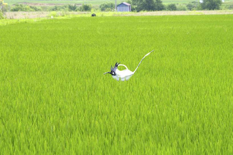 无人,家,农田,横图,俯视,室外,白天,旅游,度假,农业,庄稼,农作物,美景,树林,植物,北海道,日本,亚洲,许多,朦胧,模糊,房屋,屋子,稻田,景观,娱乐,稻草人,楼房,住宅,树,树木,绿色,自然,享受,休闲,景色,放松,生长,成长,自然风光,东亚,日本国,北海道地方,北海道岛,彩图,高角度拍摄,耕地,庄稼田,房子