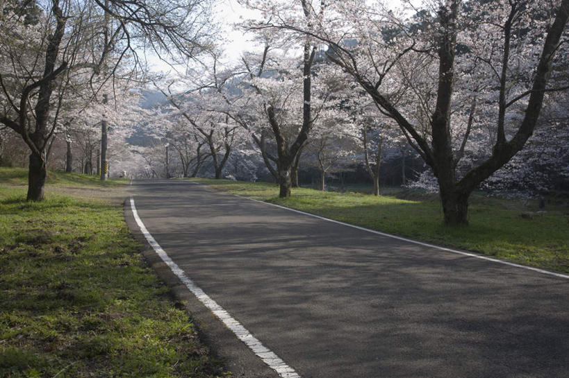 无人,横图,室外,白天,正面,旅游,度假,美景,树林,植物,道路,路,公路,樱花,叶子,日本,亚洲,许多,阴影,盛开,光线,影子,景观,绿叶,交通,娱乐,花,花瓣,花朵,花卉,鲜花,树,树木,蓝色,绿色,蓝天,天空,阳光,自然,天,花蕊,享受,休闲,嫩叶,景色,放松,生长,晴朗,成长,自然风光,东亚,本州,万里无云,本州岛,日本国,中部地方,岐阜,岐阜县,仙樱花,福岛樱,青肤樱,叶,叶片,晴空,晴空万里,马路,荆桃,彩图