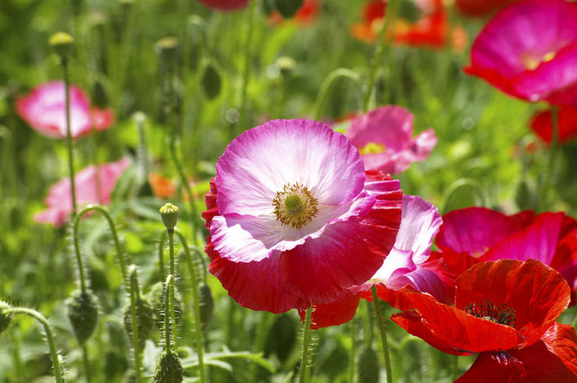 无人,横图,俯视,室外,特写,白天,旅游,度假,花海,花圃,美景,植物,罂粟,叶子,北海道,日本,亚洲,许多,阴影,朦胧,模糊,盛开,光线,影子,景观,绿叶,草药,花蕾,娱乐,中药,花,花瓣,花朵,花卉,鲜花,红色,绿色,阳光,自然,花丛,花田,花苞,花蕊,享受,休闲,嫩叶,景色,放松,生长,成长,毒品,自然风光,药材,中草药,东亚,中药材,本草,日本国,北海道地方,北海道岛,止痛,镇静,安眠,红罂粟,叶,叶片,罂粟花,彩图,高角度拍摄