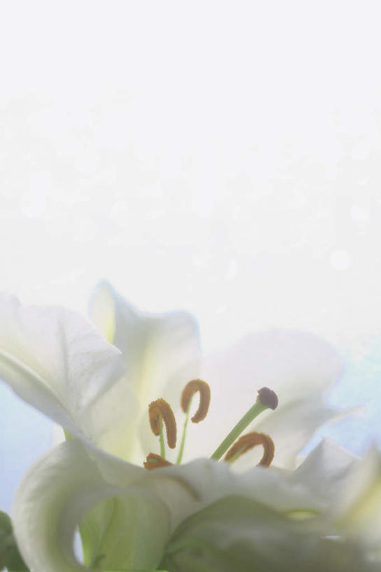 无人,竖图,室外,特写,白天,仰视,旅游,度假,美景,植物,百合花,神奈川,日本,亚洲,阴影,朦胧,模糊,盛开,光线,影子,景观,神奈川县,娱乐,花,花瓣,花朵,花卉,鲜花,一朵,蓝色,蓝天,天空,阳光,自然,天,花蕊,享受,休闲,景色,放松,晴朗,自然风光,东亚,本州,万里无云,关东地方,本州岛,日本国,强瞿,百合蒜,倒仙,番韭,山丹,晴空,晴空万里,彩图,低角度拍摄