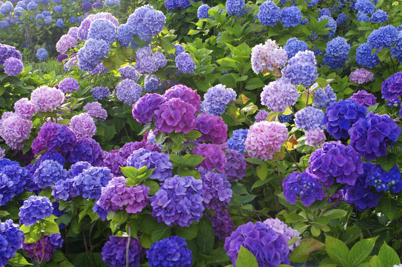 无人,横图,俯视,室外,特写,白天,旅游,度假,骄傲,花海,花圃,美景,植物,八仙花,叶子,北海道,日本,亚洲,许多,阴影,朦胧,模糊,盛开,光线,影子,景观,绿叶,花蕾,娱乐,花,花瓣,花朵,花卉,鲜花,绿色,阳光,自然,花丛,花田,花苞,花蕊,绣球花,享受,休闲,嫩叶,景色,放松,生长,成长,紫阳花,洋绣球,自然风光,东亚,日本国,草绣球,斗球,北海道地方,北海道岛,七变化,粉团花,善变,叶,叶片,彩图,高角度拍摄