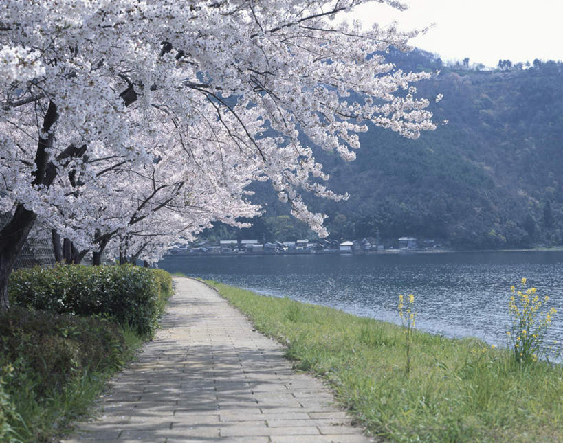 无人,横图,室外,白天,正面,旅游,度假,花海,花圃,河流,美景,树林,水,植物,道路,路,樱花,叶子,日本,亚洲,许多,阴影,朦胧,模糊,盛开,光线,影子,河水,景观,水流,小路,绿叶,交通,花蕾,娱乐,花,花瓣,花朵,花卉,鲜花,树,树木,蓝色,绿色,蓝天,天空,阳光,自然,花丛,花田,天,花苞,花蕊,享受,休闲,嫩叶,景色,放松,生长,晴朗,成长,自然风光,东亚,本州,万里无云,本州岛,日本国,东北地方,福岛,福岛县,仙樱花,福岛樱,青肤樱,叶,叶片,晴空,晴空万里,荆桃,彩图