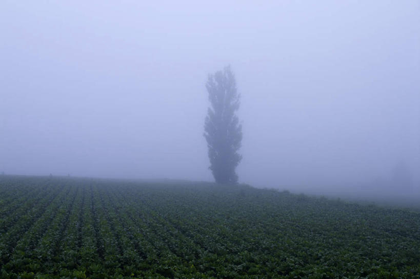 无人,农田,横图,俯视,室外,白天,旅游,度假,庄稼,农作物,美景,植物,雾,北海道,日本,亚洲,一棵,朦胧,模糊,地平线,景观,田地,辽阔,枝条,地面,娱乐,树,树干,树木,树枝,蓝色,绿色,蓝天,天空,自然,天,享受,休闲,广阔,景色,放松,生长,晴朗,成长,一望无际,迷雾,自然风光,延伸,东亚,万里无云,日本国,天地相交,北海道地方,北海道岛,上富良野町,上富良野,无边无际,一马平川,大雾,晴空,晴空万里,彩图,高角度拍摄,耕地,庄稼田