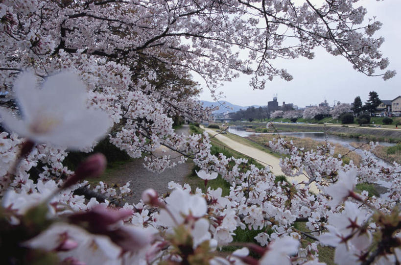 无人,家,横图,室外,白天,正面,旅游,度假,河流,美景,树林,水,植物,道路,路,樱花,叶子,京都,日本,亚洲,许多,朦胧,模糊,盛开,房屋,屋子,河水,景观,水流,小路,绿叶,樱花树,交通,娱乐,楼房,住宅,花,花瓣,花朵,花卉,鲜花,树,树木,蓝色,绿色,蓝天,天空,自然,天,花蕊,享受,休闲,嫩叶,景色,放松,京都府,生长,晴朗,成长,自然风光,东亚,本州,万里无云,本州岛,日本国,近畿地方,近畿,仙樱花,福岛樱,青肤樱,叶,叶片,晴空,晴空万里,荆桃,彩图,房子