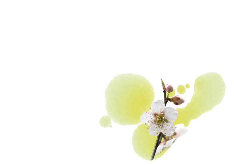 无人,横图,插画,室内,特写,白天,白色背景,正面,数码,科技,植物,樱花,叶子,阴影,盛开,网络,日文,标志,文字,字符,绿叶,高光,几何,计算机图形,合成,图画,标识,画,花,花瓣,花朵,花卉,鲜花,一朵,花蕊,嫩叶,电脑合成图,数码合成图,漫画,写实,具体,具象,日语,仙樱花,福岛樱,青肤樱,叶,叶片,荆桃,彩图