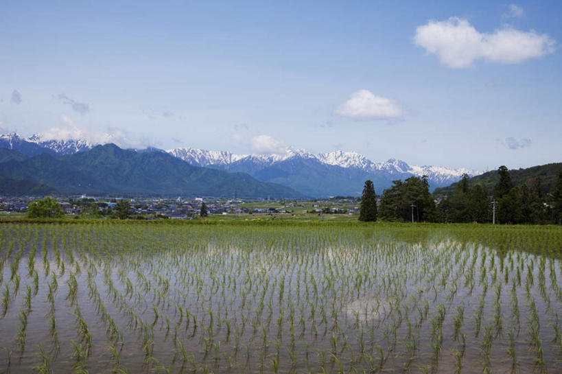 无人,家,农田,横图,室外,白天,正面,旅游,度假,农业,庄稼,农作物,美景,山,山脉,树林,植物,长野县,日本,亚洲,许多,房屋,屋子,稻田,景观,山峰,云,云朵,山峦,嫩苗,云彩,娱乐,幼苗,楼房,住宅,树,树木,蓝色,绿色,白云,蓝天,天空,自然,群山,天,享受,休闲,景色,放松,生长,晴朗,成长,自然风光,东亚,本州,本州岛,日本国,中部地方,长野,晴空,彩图,耕地,庄稼田,房子