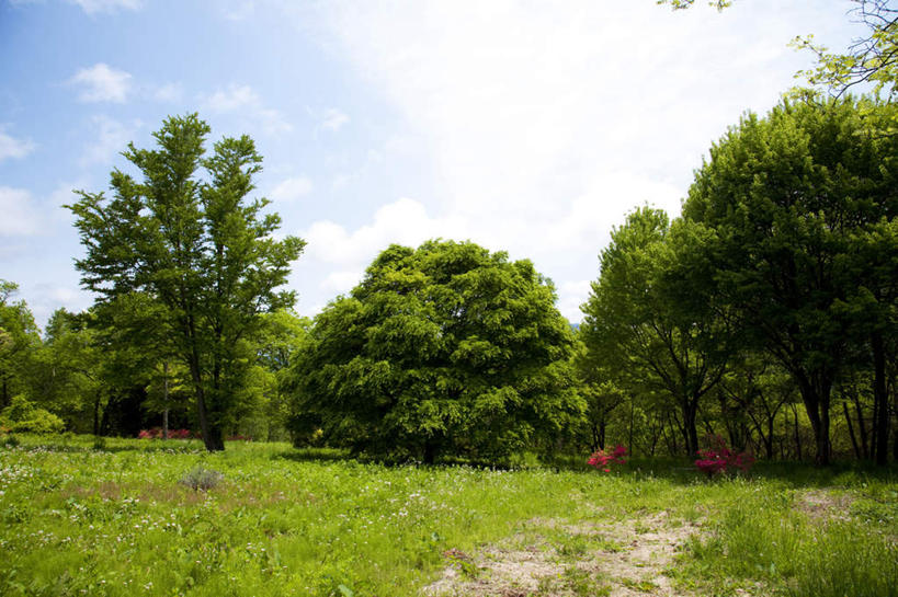 无人,横图,室外,白天,仰视,旅游,度假,草地,草坪,美景,树林,植物,杜鹃花,长野县,日本,亚洲,许多,盛开,景观,云,云朵,杜鹃,云彩,娱乐,草,花,花瓣,花朵,花卉,鲜花,树,树木,红色,蓝色,绿色,白云,蓝天,天空,自然,天,花蕊,享受,休闲,景色,放松,生长,晴朗,成长,喜悦,克制,自然风光,东亚,本州,本州岛,日本国,中部地方,长野,红杜鹃,满山红,清明花,清时,山踯躅,红踯躅,节制,欣喜,山石榴,映山红,晴空,彩图,低角度拍摄
