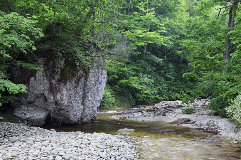无人,横图,室外,白天,正面,旅游,度假,河流,石头,美景,树林,水,植物,日本,亚洲,许多,朦胧,模糊,石子,河水,景观,水流,娱乐,树,树木,绿色,小溪,自然,溪水,享受,休闲,鹅卵石,景色,放松,生长,成长,自然风光,按摩石,东亚,本州,本州岛,日本国,东北地方,福岛,福岛县,石块,彩图
