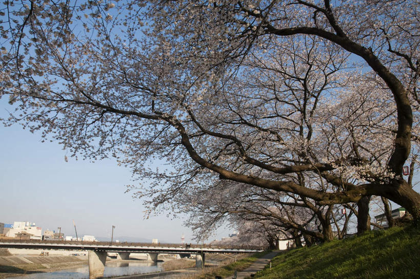 无人,横图,室外,白天,仰视,旅游,度假,河流,石头,美景,树林,水,植物,楼梯,卡车,汽车,樱花,日本,亚洲,许多,阴影,光线,石子,影子,阶梯,河水,景观,水流,桥,樱花树,娱乐,石桥,拱桥,台阶,栈桥,车,树,树木,蓝色,绿色,蓝天,天空,阳光,自然,交通工具,天,享受,休闲,景色,放松,拱形,生长,晴朗,成长,人行桥,石拱桥,自然风光,载具,东亚,本州,万里无云,本州岛,日本国,中部地方,福井,福井县,仙樱花,福岛樱,青肤樱,足羽川,石块,晴空,晴空万里,荆桃,彩图,低角度拍摄