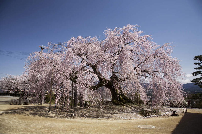 无人,横图,室外,白天,正面,旅游,度假,花海,花圃,美景,植物,樱花,叶子,长野县,日本,亚洲,一棵,许多,阴影,盛开,电力,光线,电线,电线杆,线,影子,景观,绿叶,樱花树,枝条,电能,线路,花蕾,娱乐,花,花瓣,花朵,花卉,鲜花,树,树干,树木,树枝,蓝色,绿色,蓝天,天空,阳光,自然,花丛,花田,天,花苞,花蕊,享受,休闲,嫩叶,景色,放松,生长,晴朗,成长,电,电源,自然风光,能量,东亚,本州,万里无云,本州岛,日本国,中部地方,长野,仙樱花,福岛樱,青肤樱,叶,叶片,晴空,晴空万里,荆桃,彩图