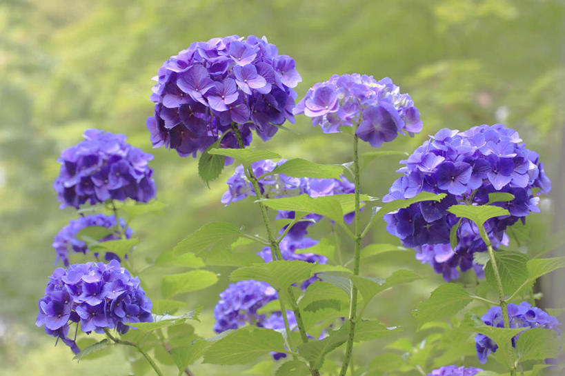 无人,横图,室外,特写,白天,正面,旅游,度假,骄傲,花海,花圃,美景,植物,八仙花,叶子,许多,朦胧,模糊,盛开,景观,绿叶,花蕾,娱乐,花,花瓣,花朵,花卉,鲜花,绿色,紫色,自然,花丛,花田,花苞,花蕊,绣球花,享受,休闲,嫩叶,景色,放松,生长,成长,紫阳花,洋绣球,自然风光,草绣球,斗球,七变化,粉团花,善变,叶,叶片,彩图