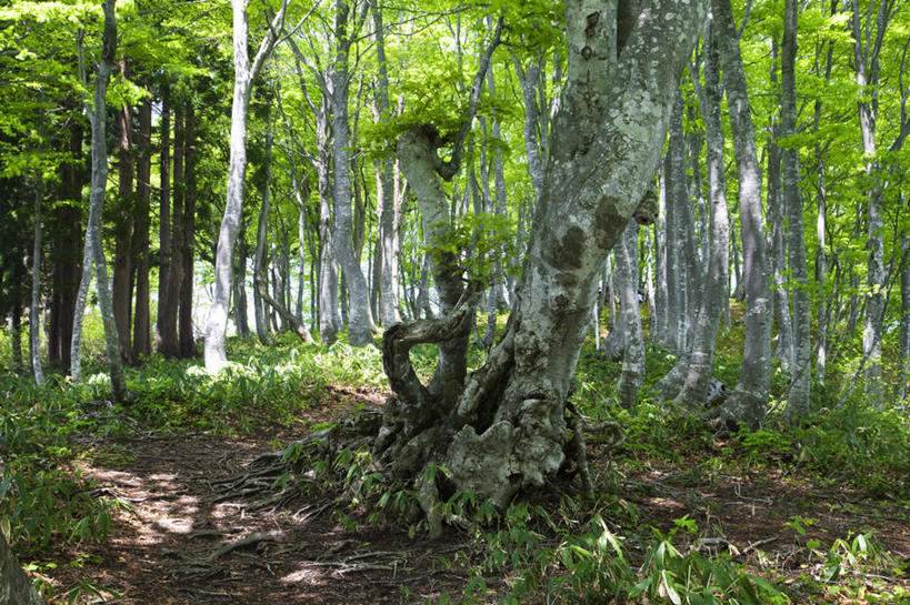 无人,横图,室外,白天,正面,旅游,度假,美景,树林,植物,日本,亚洲,许多,阴影,反射,光线,影子,景观,娱乐,树,树干,树木,绿色,阳光,自然,享受,休闲,景色,放松,生长,成长,自然风光,东亚,本州,本州岛,日本国,石川,石川县,中部地方,彩图