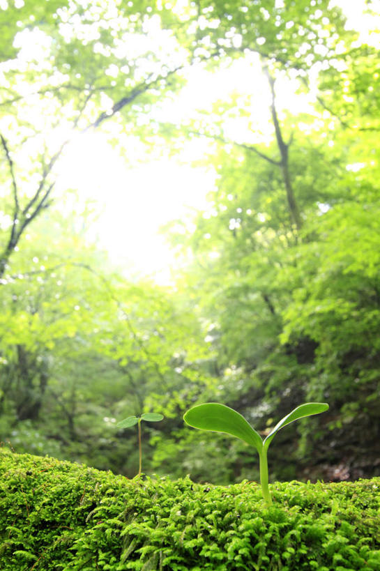 无人,竖图,室外,白天,仰视,旅游,度假,美景,树林,植物,东京,日本,亚洲,许多,阴影,光线,影子,景观,青苔,苔藓,嫩苗,娱乐,幼苗,树,树木,蓝色,绿色,蓝天,天空,阳光,自然,天,享受,休闲,景色,放松,生长,晴朗,成长,自然风光,东亚,秧苗,本州,万里无云,关东地方,本州岛,日本国,东京都,晴空,晴空万里,彩图,低角度拍摄