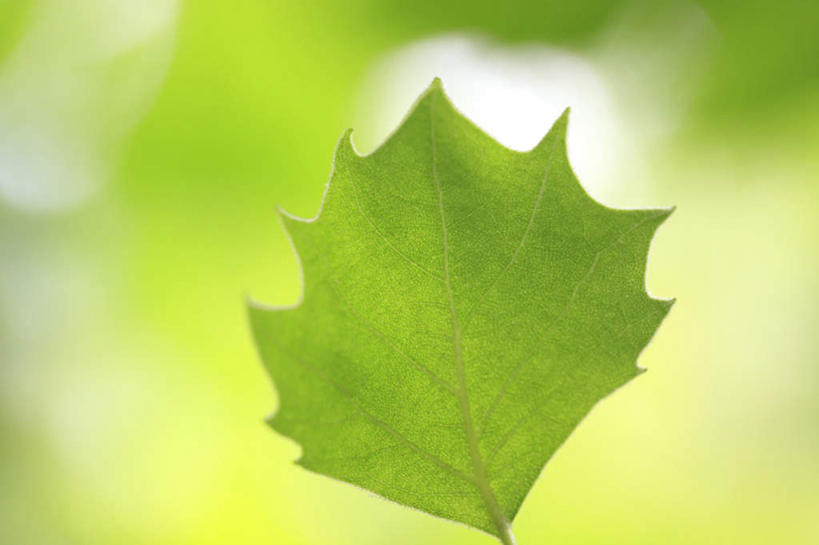 无人,横图,室外,特写,白天,正面,植物,叶子,一片,朦胧,模糊,纹理,绿叶,绿色,嫩叶,生机,希望,肌理,灵动,叶,叶片,叶脉,彩图