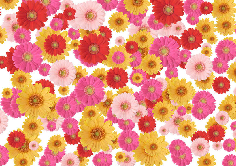 无人,横图,室内,特写,白天,白色背景,正面,快乐,幸福,数码,科技,许多,阴影,散落,盛开,网络,玛格丽特,高光,几何,计算机图形,合成,花蕾,雏菊,花,花瓣,花朵,鲜花,粉色,黄色,红色,花苞,花蕊,菊花,活力,希望,电脑合成图,数码合成图,坚强,和平,离别,写实,具体,具象,延命菊,幸福花,春菊,马兰头花,暗恋,纯情,单恋,天真,彩图,愉快