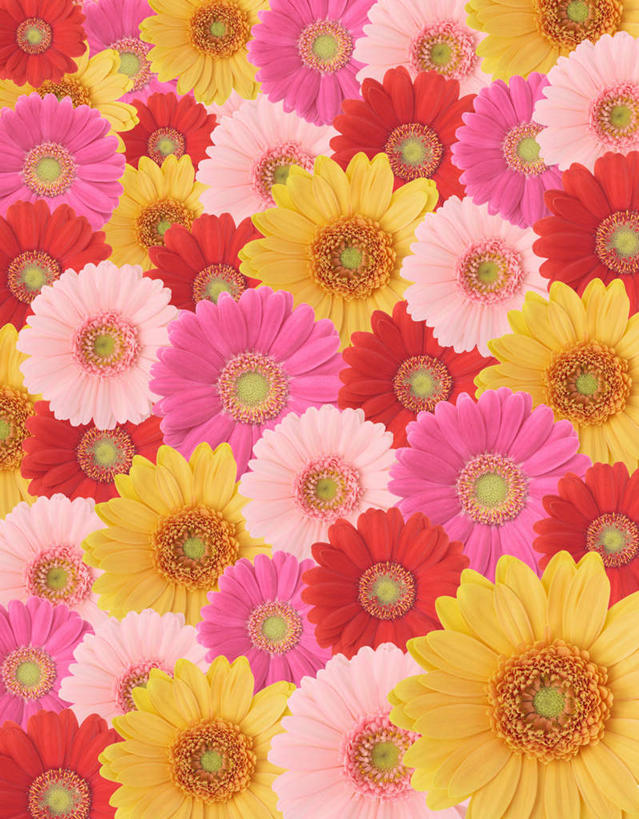 无人,竖图,室内,特写,白天,正面,快乐,幸福,数码,科技,许多,阴影,散落,盛开,网络,玛格丽特,高光,几何,计算机图形,合成,花蕾,雏菊,花,花瓣,花朵,鲜花,粉色,黄色,红色,花苞,花蕊,菊花,活力,希望,电脑合成图,数码合成图,坚强,和平,离别,写实,具体,具象,延命菊,幸福花,春菊,马兰头花,暗恋,纯情,单恋,天真,彩图,愉快