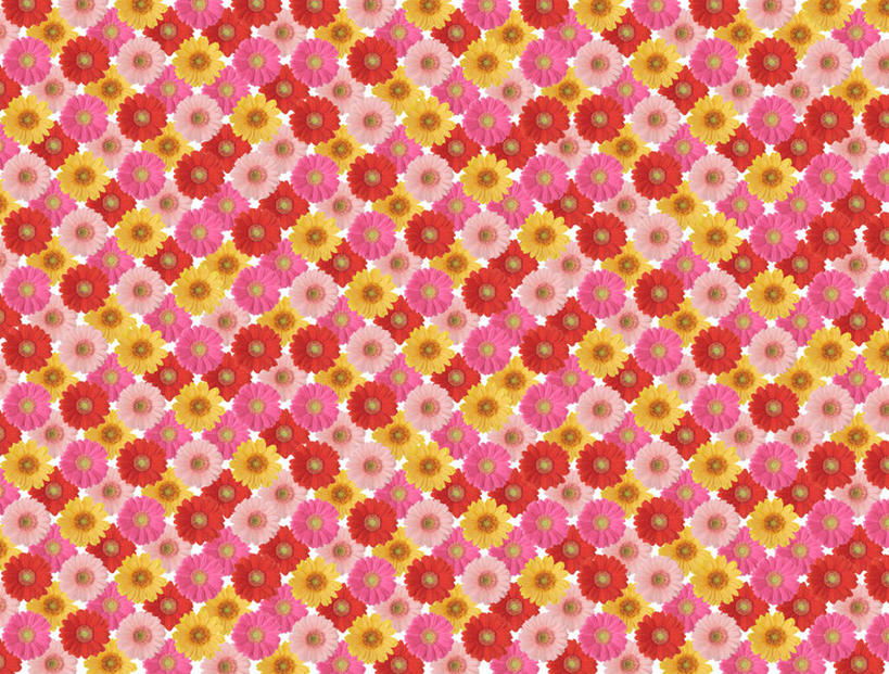 无人,横图,室内,特写,白天,正面,快乐,幸福,数码,科技,一排,许多,阴影,整齐,盛开,网络,玛格丽特,高光,几何,计算机图形,合成,花蕾,雏菊,花,花瓣,花朵,鲜花,排列,粉色,黄色,红色,花苞,花蕊,菊花,活力,希望,电脑合成图,数码合成图,坚强,队列,和平,离别,写实,具体,具象,延命菊,幸福花,春菊,马兰头花,暗恋,纯情,单恋,天真,彩图,愉快