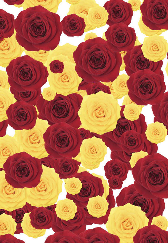 无人,竖图,室内,特写,白天,白色背景,正面,爱情,幸福,纯洁,热情,数码,科技,玫瑰,许多,阴影,盛开,网络,玫瑰花,高光,几何,计算机图形,浪漫,合成,花蕾,花,花瓣,花朵,鲜花,黄色,红色,花苞,花蕊,温暖,温馨,恩爱,电脑合成图,数码合成图,和睦,感动,写实,具体,具象,尊敬,天真,刺玫花,徘徊花,彩图,融洽