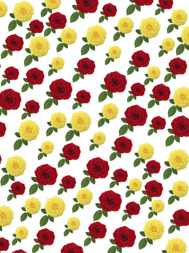 无人,竖图,室内,特写,白天,白色背景,正面,爱情,幸福,纯洁,热情,数码,科技,玫瑰,一排,许多,阴影,整齐,盛开,网络,玫瑰花,高光,几何,计算机图形,浪漫,合成,花蕾,花,花瓣,花朵,鲜花,排列,黄色,红色,花苞,花蕊,温暖,温馨,恩爱,电脑合成图,数码合成图,和睦,队列,感动,写实,具体,具象,尊敬,天真,刺玫花,徘徊花,彩图,融洽