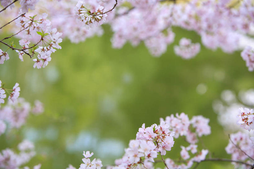 无人,横图,室外,特写,白天,仰视,旅游,度假,幸福,纯洁,美景,樱花,叶子,东京,日本,亚洲,许多,朦胧,模糊,盛开,景观,绿叶,花蕾,娱乐,花,花瓣,花朵,鲜花,粉色,自然,花苞,花蕊,享受,休闲,嫩叶,景色,放松,等待,生命,自然风光,东亚,本州,关东地方,本州岛,日本国,东京都,仙樱花,福岛樱,青肤樱,高尚,热烈,叶,叶片,荆桃,彩图,低角度拍摄