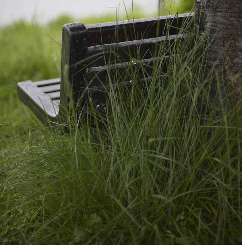 无人,竖图,室外,特写,白天,正面,旅游,度假,草地,美景,水,植物,椅子,长野县,日本,亚洲,一把,液体,木椅,景观,水滴,娱乐,草,蓝色,绿色,黑色,蓝天,天空,自然,露珠,天,享受,休闲,景色,放松,晴朗,自然风光,东亚,本州,万里无云,本州岛,日本国,中部地方,长野,晴空,晴空万里,彩图