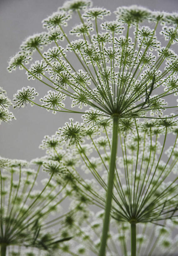 无人,竖图,室外,特写,白天,正面,旅游,度假,花海,花圃,美景,植物,叶子,日本,亚洲,许多,灰色背景,盛开,景观,花蕾,娱乐,花,花瓣,花朵,花卉,鲜花,绿色,白色,自然,花丛,花束,花田,花苞,花蕊,享受,休闲,景色,放松,自然风光,东亚,日本国,彩图