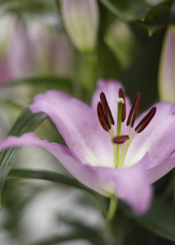 无人,竖图,室外,特写,白天,正面,旅游,度假,美景,百合花,叶子,日本,亚洲,朦胧,模糊,盛开,景观,绿叶,花蕾,娱乐,花,花瓣,花朵,鲜花,一朵,粉色,自然,花苞,花蕊,享受,休闲,嫩叶,景色,放松,自然风光,东亚,日本国,强瞿,百合蒜,倒仙,番韭,山丹,叶,叶片,彩图