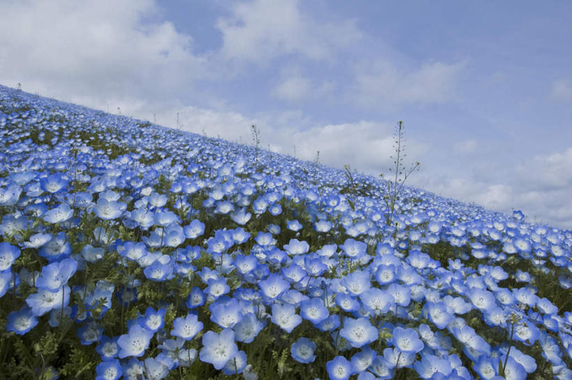 无人,横图,俯视,室外,白天,旅游,度假,花海,花圃,美景,植物,叶子,日本,亚洲,许多,盛开,景观,云,云朵,粉蝶花,喜林草,花蕾,云彩,娱乐,花,花瓣,花朵,花卉,鲜花,蓝色,绿色,白云,蓝天,天空,自然,花丛,花束,花田,天,花苞,花蕊,享受,休闲,景色,放松,晴朗,自然风光,东亚,日本国,晴空,彩图,高角度拍摄