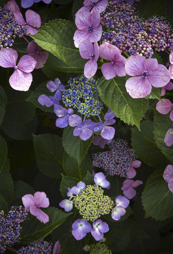 无人,竖图,俯视,室外,特写,白天,旅游,度假,骄傲,花海,花圃,美景,植物,八仙花,叶子,日本,亚洲,许多,盛开,景观,花蕾,娱乐,花,花瓣,花朵,花卉,鲜花,粉色,绿色,自然,花丛,花束,花田,花苞,花蕊,绣球花,享受,休闲,景色,放松,紫阳花,洋绣球,自然风光,东亚,日本国,草绣球,斗球,七变化,粉团花,善变,彩图,高角度拍摄