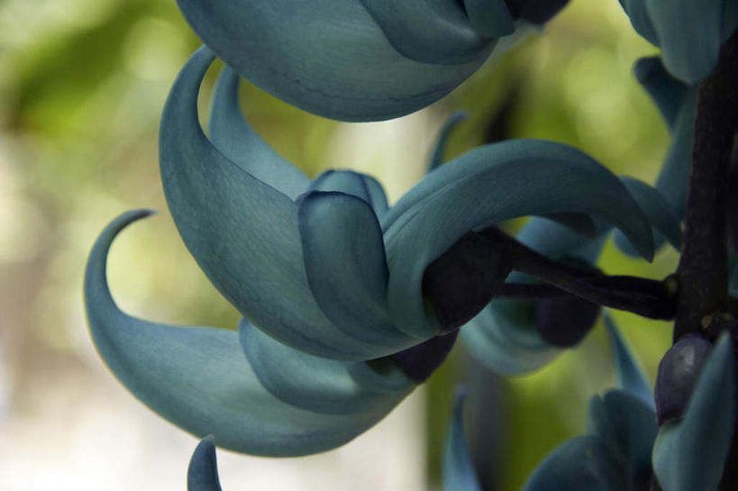 无人,横图,室外,特写,白天,正面,旅游,度假,美景,日本,亚洲,朦胧,模糊,盛开,景观,花蕾,娱乐,花,花瓣,花朵,鲜花,绿色,自然,花苞,花蕊,藤蔓,享受,休闲,景色,放松,自然风光,东亚,藤蔓植物,日本国,彩图