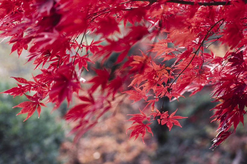 无人,横图,室外,特写,白天,正面,旅游,度假,美景,秋季,叶子,日本,亚洲,景观,枫叶,枯叶,落叶,娱乐,红色,自然,享受,休闲,景色,放松,枫树叶,自然风光,东亚,本州,本州岛,日本国,中部地方,岐阜,岐阜县,槭树,鸡爪槭,叶,叶片,秋,秋天,鸡爪枫,彩图
