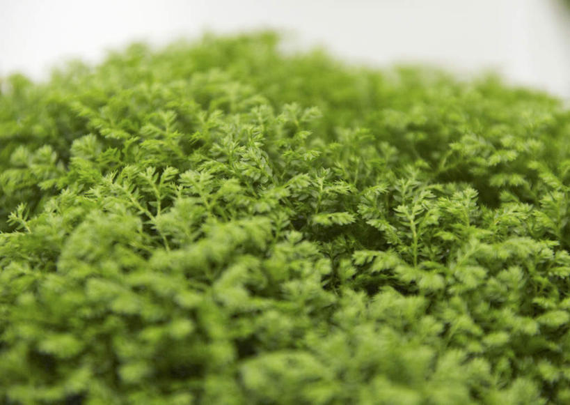 无人,横图,俯视,室内,特写,白天,白色背景,植物,叶子,许多,阴影,朦胧,模糊,反射,影子,绿叶,绿色,自然,嫩叶,摄影,影棚,生长,成长,叶,叶片,彩图,高角度拍摄,影棚拍摄,拍摄