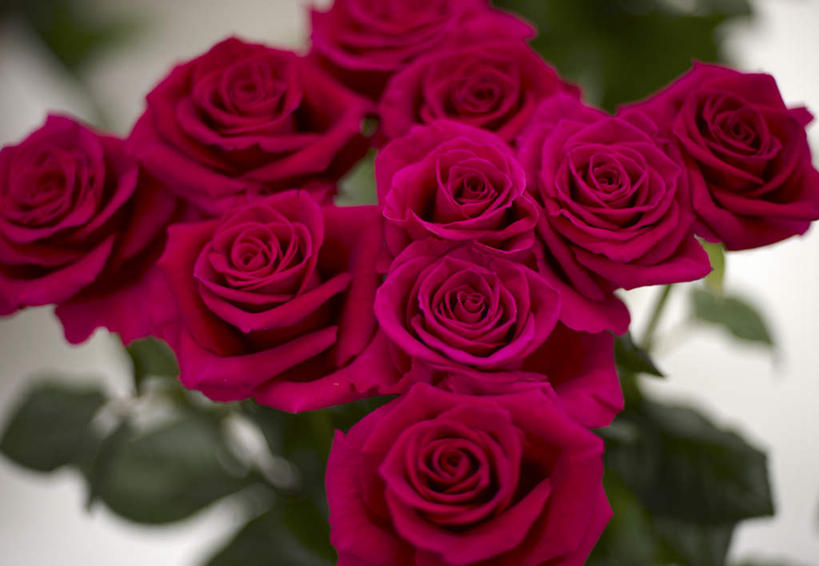 无人,横图,俯视,室内,特写,白天,白色背景,爱情,幸福,纯洁,热情,花海,花圃,植物,玫瑰,叶子,许多,朦胧,模糊,盛开,玫瑰花,浪漫,花蕾,花,花瓣,花朵,花卉,鲜花,红色,绿色,花丛,花束,花田,花苞,花蕊,温暖,温馨,恩爱,摄影,影棚,和睦,感动,尊敬,天真,刺玫花,徘徊花,彩图,高角度拍摄,影棚拍摄,拍摄,融洽