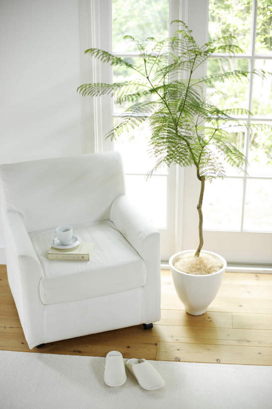 无人,客厅,竖图,室内,白天,正面,植物,窗户,地板,落地窗,沙发,杯子,书籍,一本,一双,阴影,装饰,反射,瓷器,盆栽,影子,墙,咖啡杯,盆景,陶瓷制品,地面,木地板,玻璃窗,墙壁,墙面,一个,绿色,白色,自然,拖鞋,生长,单个,成长,华丽,修饰,点缀,一盆,起居室,瓷杯,布艺沙发,衬托,美观,雅致,雅观,客堂,书,图书,彩图