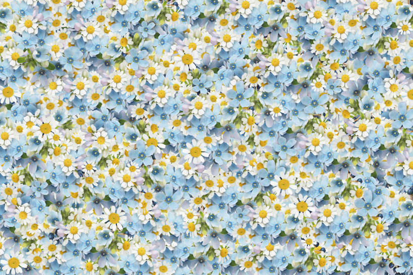 无人,横图,俯视,室内,特写,白天,快乐,幸福,一堆,许多,堆叠,堆积,散落,盛开,玛格丽特,花蕾,雏菊,花,花瓣,花朵,鲜花,蓝色,白色,花苞,花蕊,菊花,活力,希望,堆,坚强,和平,离别,延命菊,幸福花,春菊,马兰头花,暗恋,纯情,单恋,天真,彩图,高角度拍摄,愉快