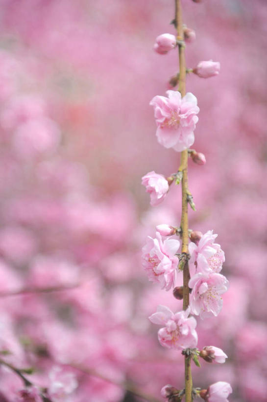 无人,竖图,室外,特写,白天,正面,旅游,度假,美景,日本,亚洲,许多,朦胧,模糊,盛开,景观,梅花,花蕾,娱乐,花,花瓣,花朵,鲜花,粉色,自然,花苞,花蕊,享受,休闲,景色,放松,高雅,坚强,自然风光,东亚,本州,关东地方,本州岛,日本国,崎玉,崎玉县,梅,彩图