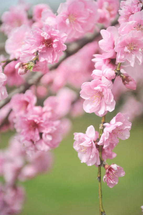 无人,竖图,室外,特写,白天,正面,旅游,度假,草地,草坪,美景,植物,日本,亚洲,许多,朦胧,模糊,盛开,景观,梅花,花蕾,娱乐,草,花,花瓣,花朵,鲜花,粉色,蓝色,绿色,蓝天,天空,自然,天,花苞,花蕊,享受,休闲,景色,放松,晴朗,高雅,坚强,自然风光,东亚,本州,万里无云,关东地方,本州岛,日本国,崎玉,崎玉县,梅,晴空,晴空万里,彩图
