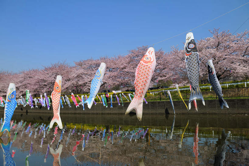 无人,横图,室外,白天,正面,旅游,度假,幸福,纯洁,草地,草坪,美景,植物,樱花,旗帜,日本,亚洲,一排,许多,整齐,盛开,鲤鱼旗,景观,樱花树,花蕾,娱乐,旗子,草,花,花瓣,花朵,鲜花,树,树木,排列,粉色,绿色,自然,花苞,花蕊,享受,休闲,景色,放松,生长,成长,等待,生命,队列,自然风光,东亚,本州,关东地方,本州岛,日本国,群马,群马县,仙樱花,福岛樱,青肤樱,高尚,旌旗,旗号,热烈,鲤帜,荆桃,彩图