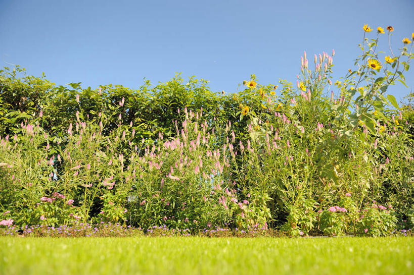 无人,横图,室外,白天,正面,旅游,度假,草地,草坪,花海,花圃,美景,植物,叶子,日本,亚洲,许多,盛开,景观,花蕾,娱乐,草,花,花瓣,花朵,花卉,鲜花,树,树木,蓝色,绿色,蓝天,天空,自然,花丛,花束,花田,天,花苞,花蕊,享受,休闲,景色,放松,大阪,生长,晴朗,成长,自然风光,东亚,本州,万里无云,大阪府,本州岛,日本国,近畿地方,近畿,晴空,晴空万里,彩图