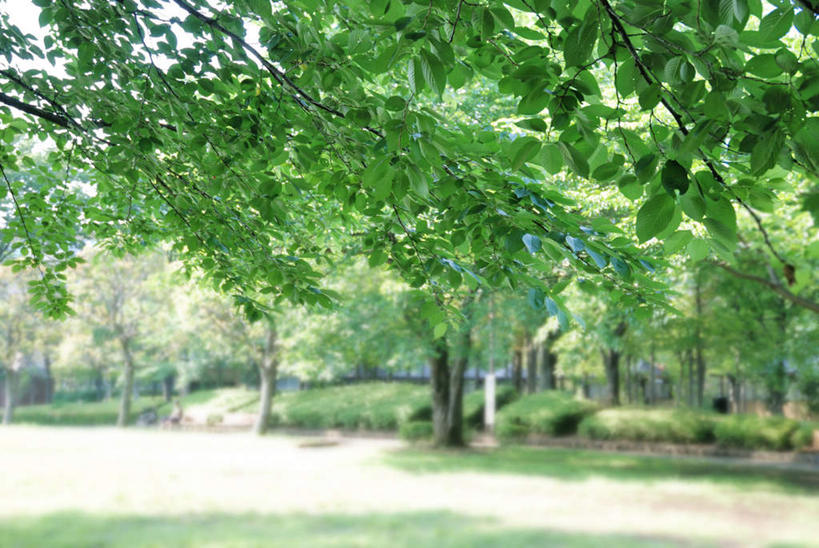 无人,横图,室外,白天,正面,旅游,度假,美景,植物,道路,路,日本,亚洲,一排,阴影,朦胧,模糊,整齐,光线,影子,景观,小路,交通,娱乐,树,树木,排列,蓝色,绿色,蓝天,天空,阳光,自然,天,享受,休闲,景色,放松,乡间小路,生长,晴朗,成长,队列,自然风光,东亚,本州,万里无云,关东地方,本州岛,日本国,崎玉,崎玉县,晴空,晴空万里,彩图