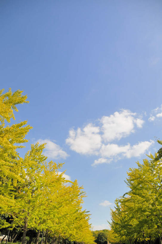 无人,竖图,室外,白天,仰视,旅游,度假,美景,植物,日本,亚洲,一排,整齐,景观,云,云朵,云彩,娱乐,树,树木,排列,蓝色,绿色,白云,蓝天,天空,自然,天,享受,休闲,景色,放松,大阪,生长,晴朗,成长,队列,自然风光,东亚,本州,大阪府,本州岛,日本国,近畿地方,近畿,晴空,彩图,低角度拍摄