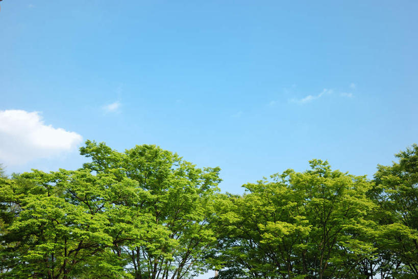 无人,横图,室外,白天,仰视,旅游,度假,美景,植物,日本,亚洲,景观,云,云朵,云彩,娱乐,树,树木,蓝色,绿色,白云,蓝天,天空,自然,天,享受,休闲,景色,放松,生长,晴朗,成长,自然风光,东亚,本州,本州岛,日本国,中部地方,山梨,山梨县,晴空,彩图,低角度拍摄