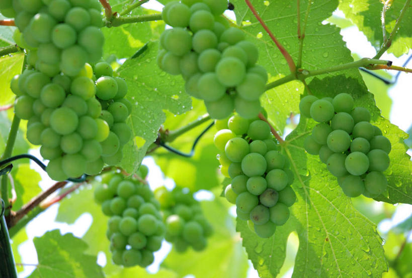 无人,横图,室外,特写,白天,仰视,旅游,度假,美景,葡萄,水果,叶子,日本,亚洲,许多,阴影,新鲜,光线,影子,景观,生食,食品,果实,绿叶,娱乐,食物,蓝色,绿色,蓝天,天空,阳光,自然,天,享受,休闲,嫩叶,景色,放松,有机食品,绿色食品,晴朗,白葡萄,自然风光,东亚,本州,万里无云,本州岛,日本国,中部地方,山梨,山梨县,叶,叶片,晴空,晴空万里,山葫芦,蒲桃,草龙珠,彩图,低角度拍摄