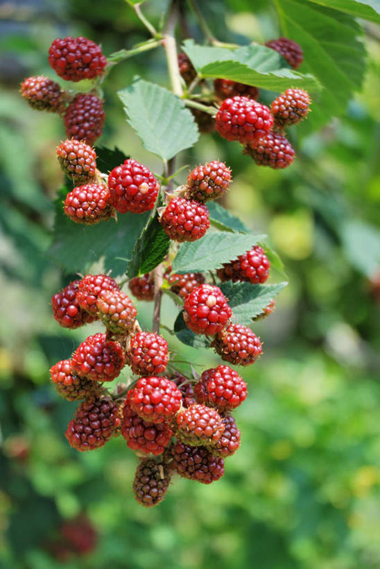 无人,竖图,室外,特写,白天,仰视,旅游,度假,美景,水果,叶子,日本,亚洲,许多,朦胧,模糊,新鲜,景观,生食,食品,果实,绿叶,娱乐,食物,红色,自然,享受,休闲,嫩叶,景色,放松,有机食品,绿色食品,自然风光,山莓,树莓,三月泡,四月泡,山抛子,刺葫芦,悬钩子,馒头菠,高脚菠,龙船泡,泡儿刺,东亚,本州,本州岛,日本国,中部地方,山梨,山梨县,叶,叶片,彩图,低角度拍摄